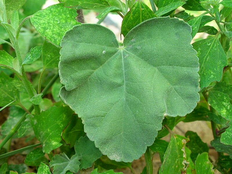 Lavatera maritima / Malvone delle rupi